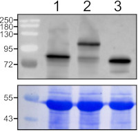 PAL 1-4 | Phenylalanine ammonia-lyase 1-4 in the group Antibodies Plant/Algal / Environmental Stress / Pathogen attack at Agrisera AB (Antibodies for research) (AS21 4614)